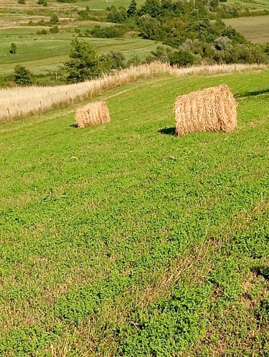 Vând baloți de fan amestecat cu ghizdei.