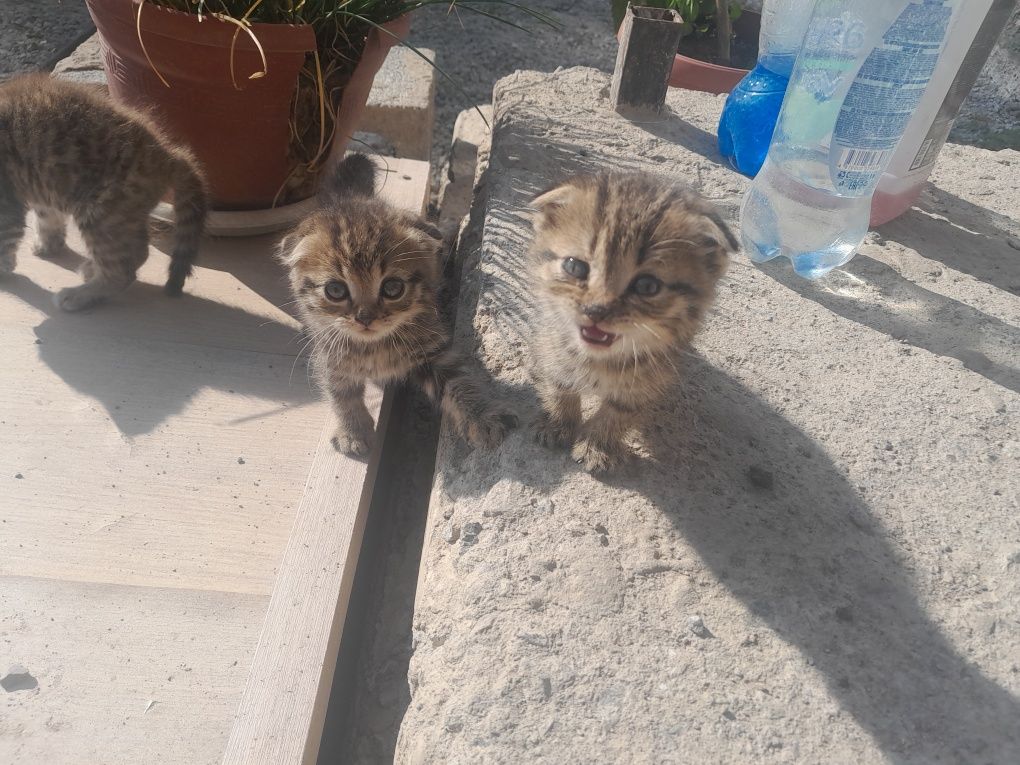 Котята бесплатно отдам