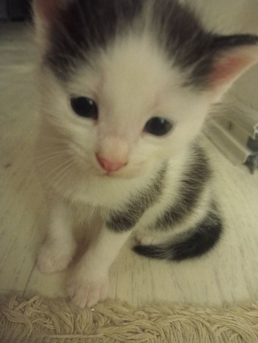 Котята бесплатно