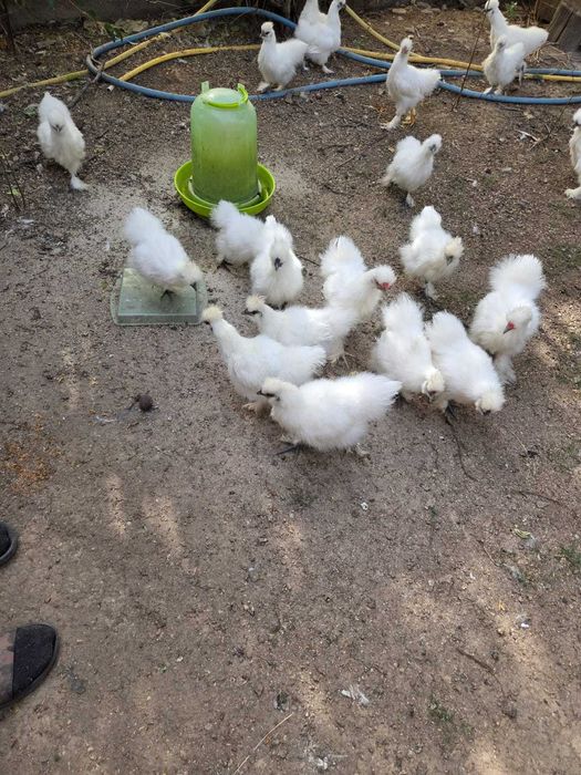 Gaini de mătase japoneză