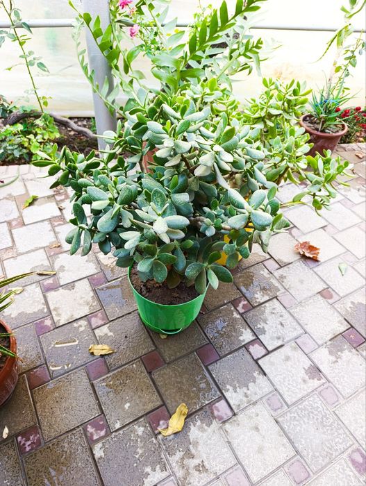 Цветы домашние лечебные