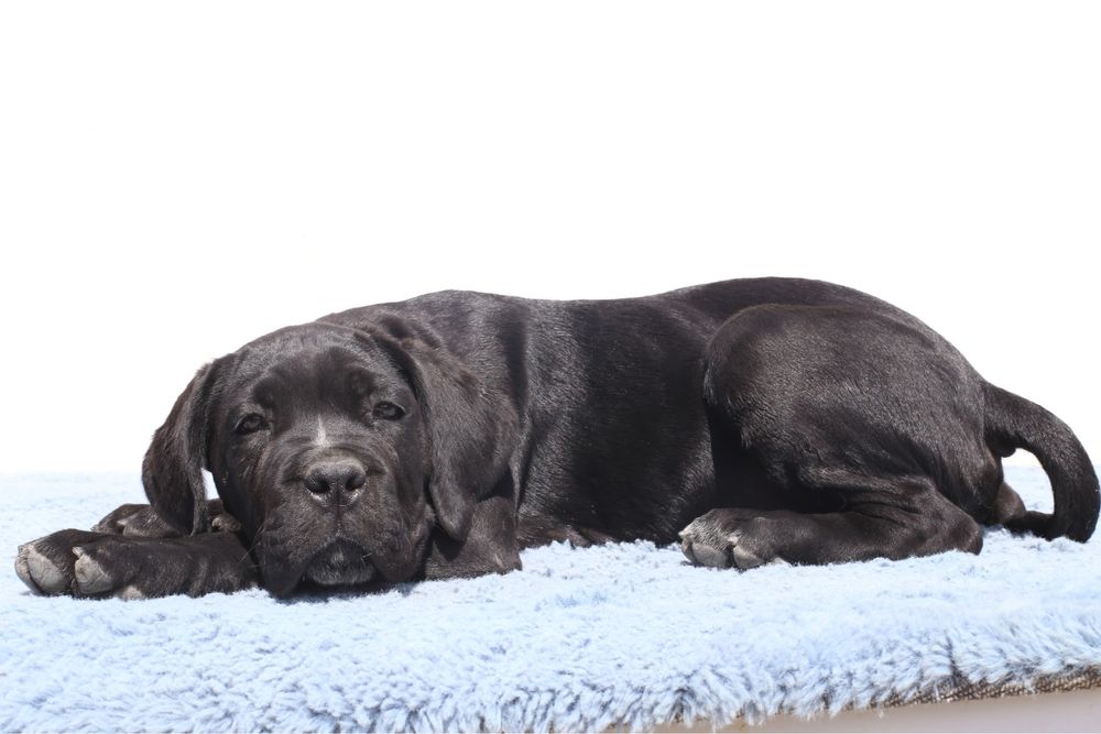 Pui Cane Corso cu pedigree FCI