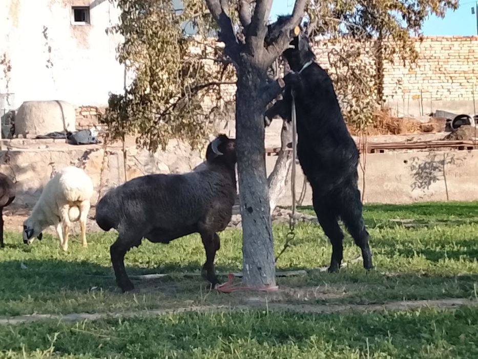 Кучкорлар сотилади