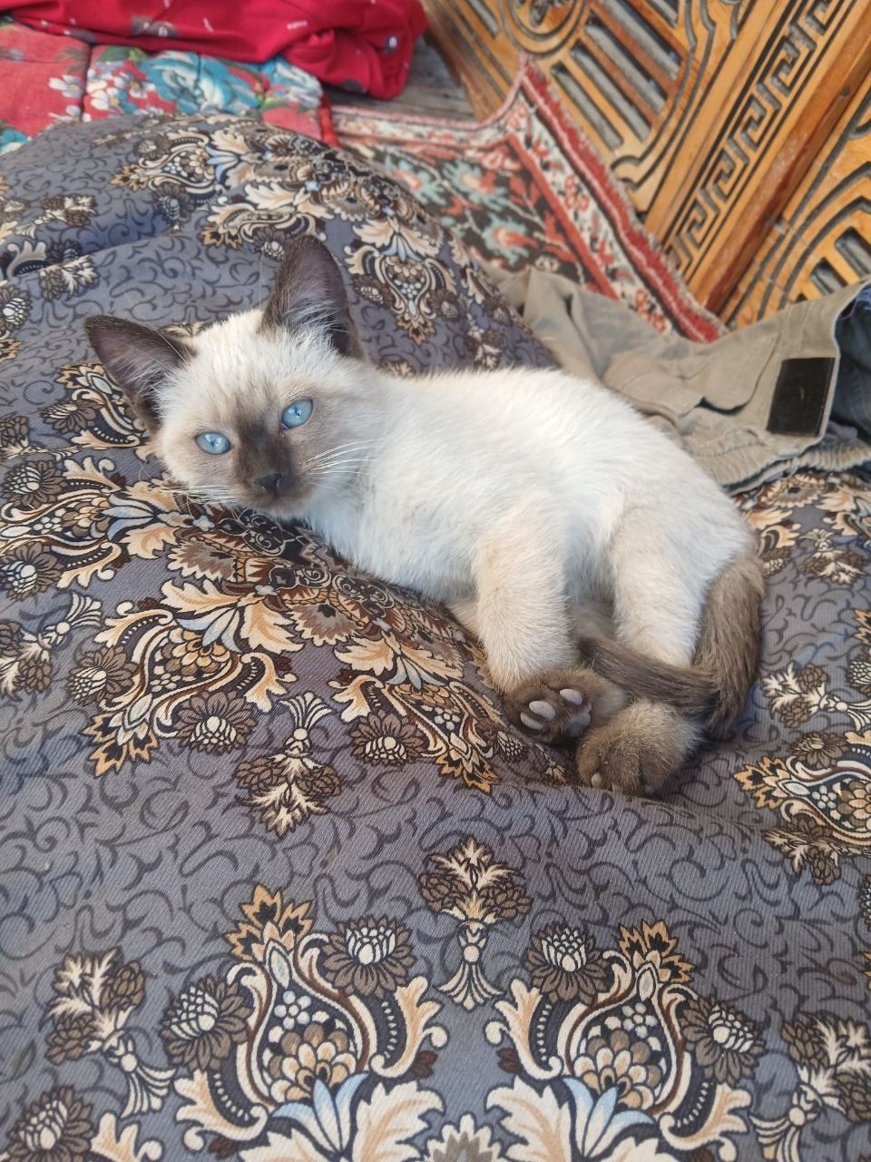 Siyamiskiy mushuk