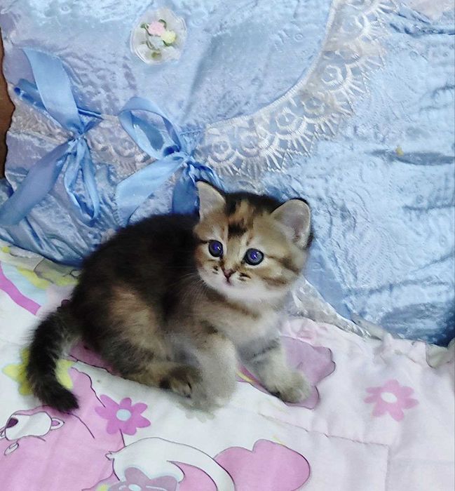 Продается шикарный котенок тикированная шиншилла, девочка.