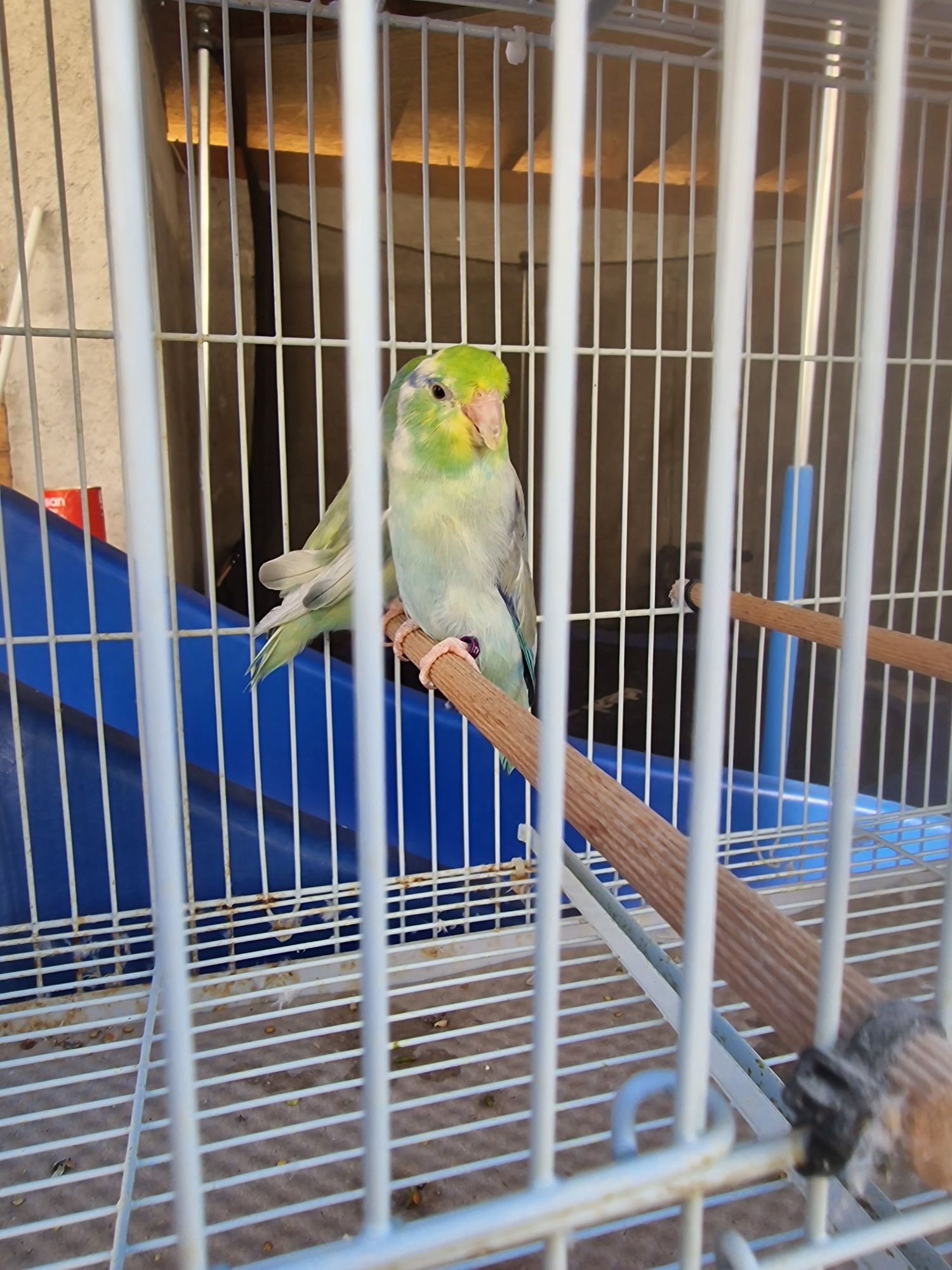 Forpus Coelestis - Perechi reproducătoare  / Schimb cu canari