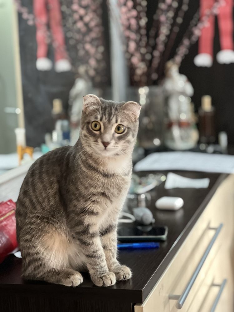 Отдам  котят в добрую и надежную семью