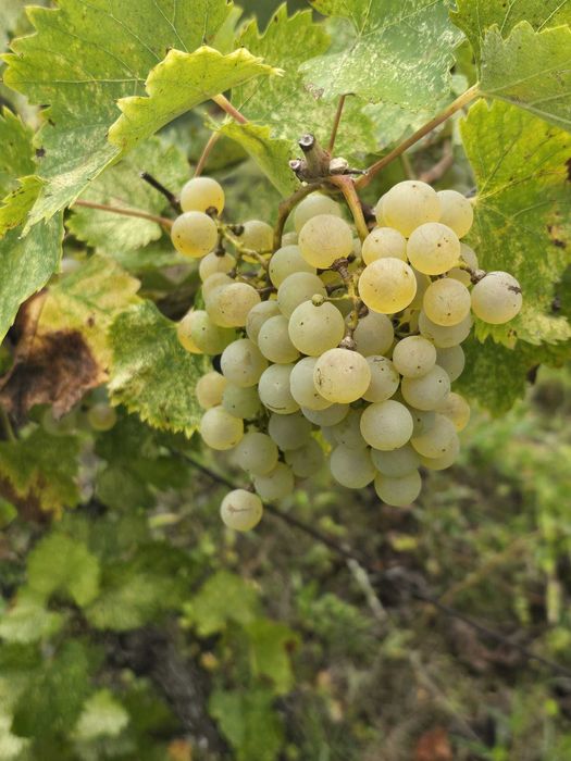 Vand struguri pentu vin in Aghires SALAJ