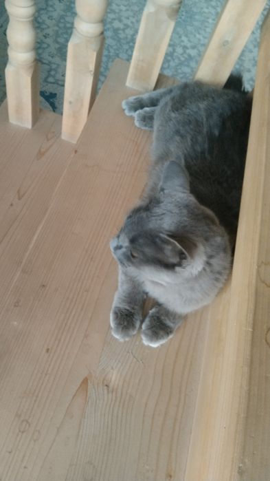 Сотилади жуда акилли ва Тоза мушук