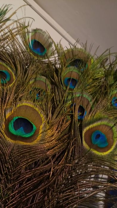 Pene de păun de vanzare