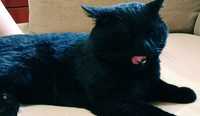 Продается кот бомбейскай породы взрослый 3 года для разведение котят