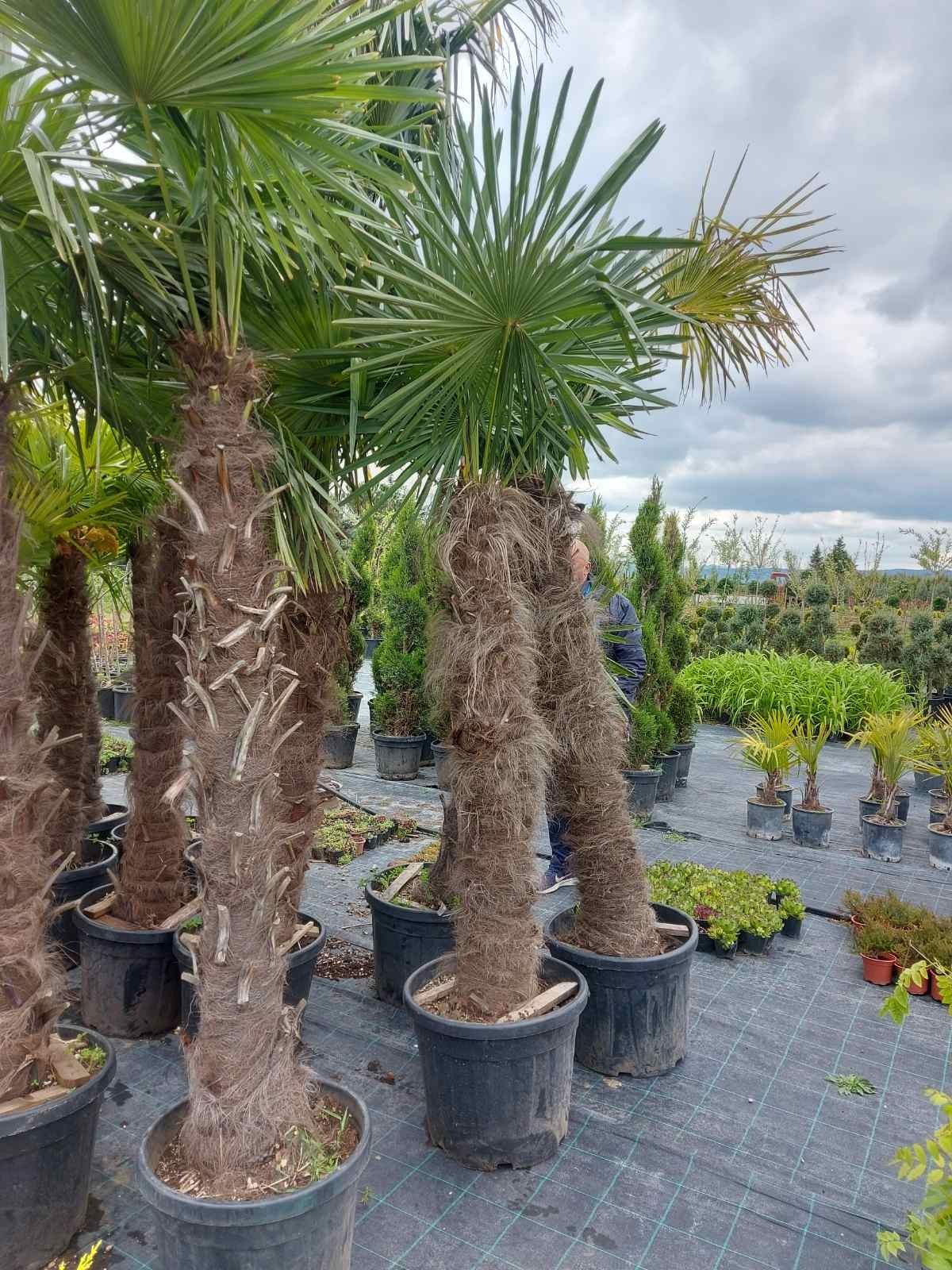 Студоустойчиви палми Трахикарпус (Trachycarpus fortunei