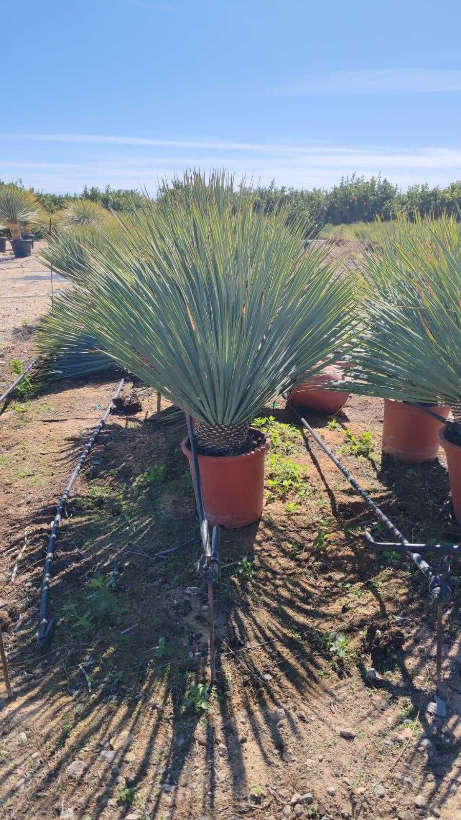 Yuca rostrata ornamental