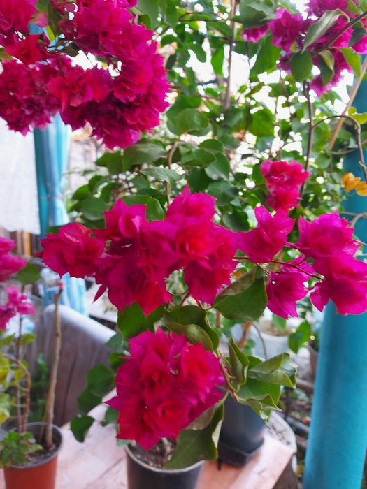 Циперусы  Хлорофитумы ,  бугенвиллия  и др.