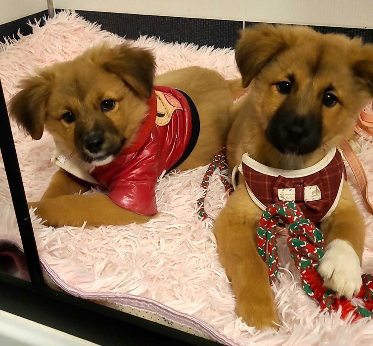 Oferim spre adoptie 2 catelusi sanatosi si aratosi