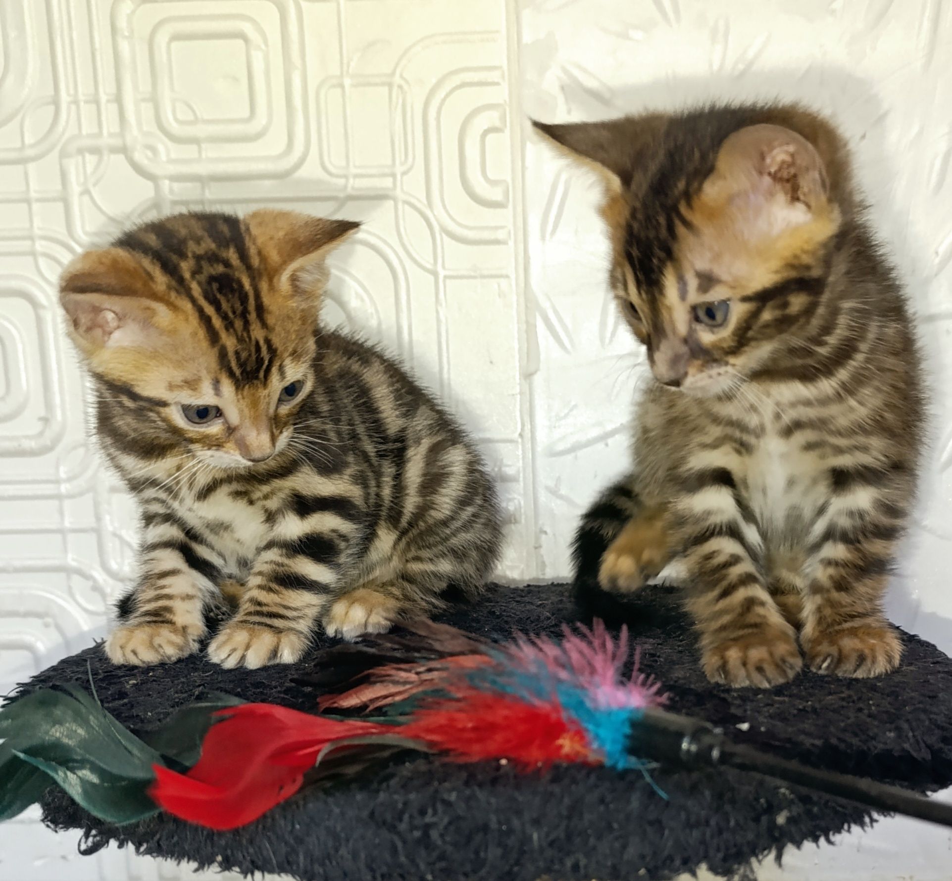 Продажа бенгальских котят