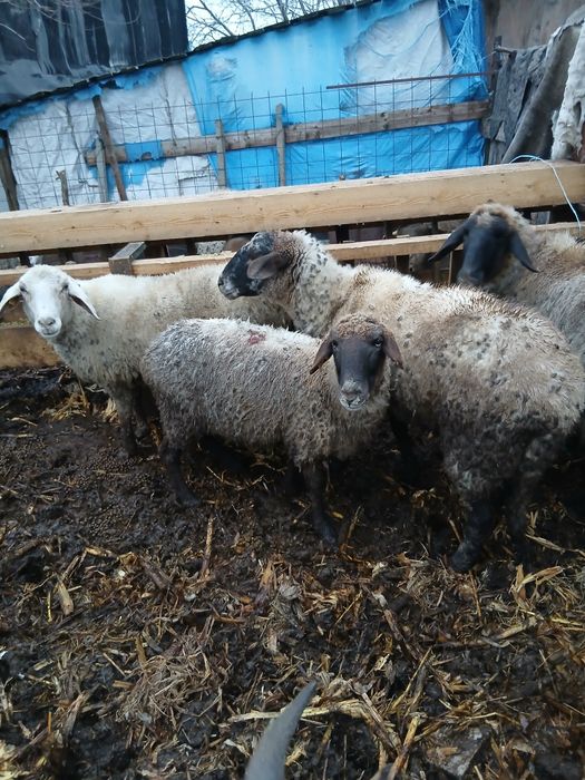 De vânzare mai multe detalii la telefon