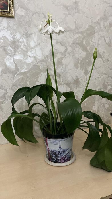 Комнатные растение