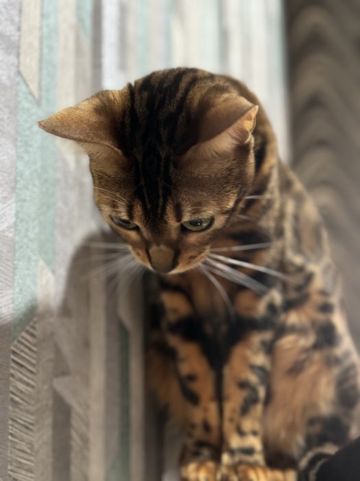 Продается бенгальская кошка