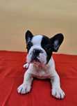 Mascul  Bulldog francez