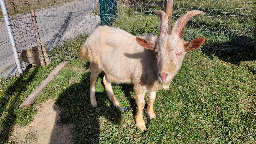 Vand țap Zanen de anul acesta