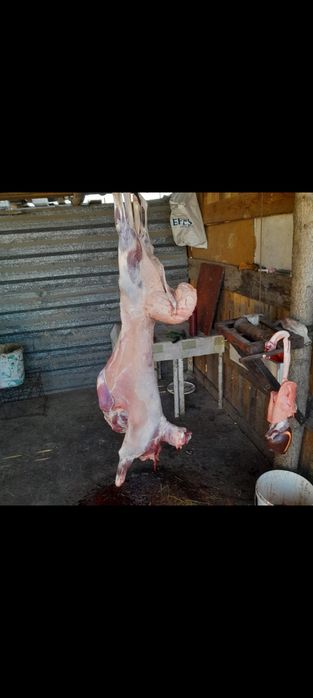 Семіз қой сатылады Отенай (заря)