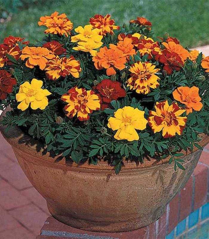 Craite Tagetes Erecta, mix multicolor seminte