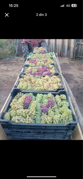 Vand struguri de vin