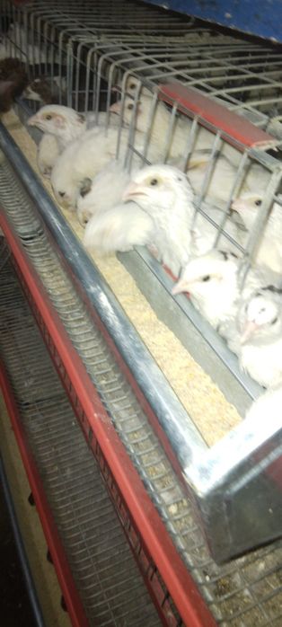 Giganta polara  3 sapt