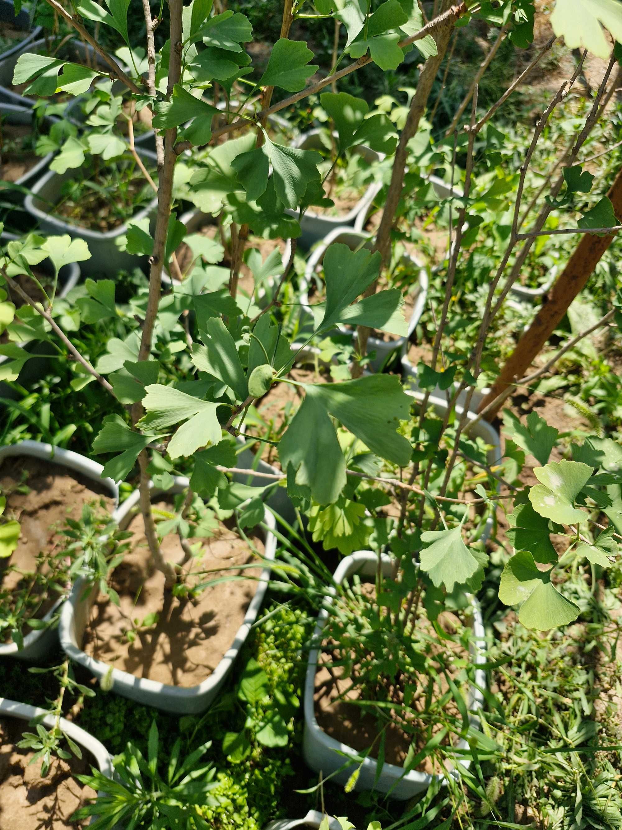 Гинкго двулопастный (лат. Ginkgo biloba)