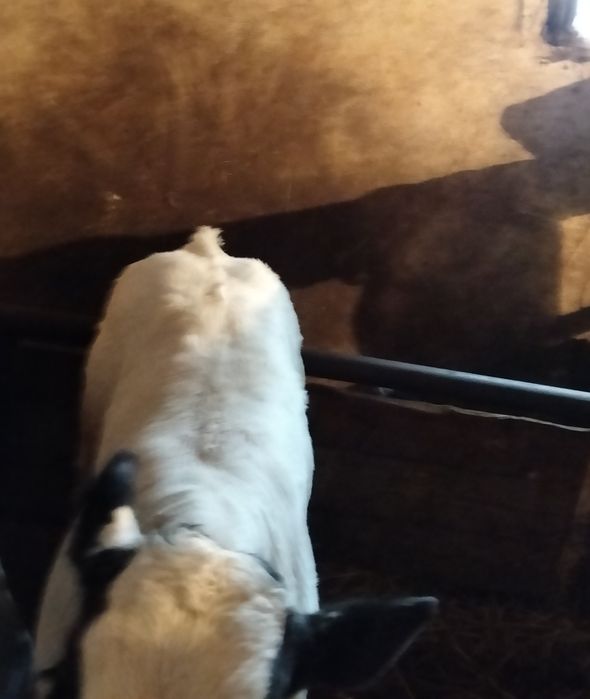 Vînd vițel belgian