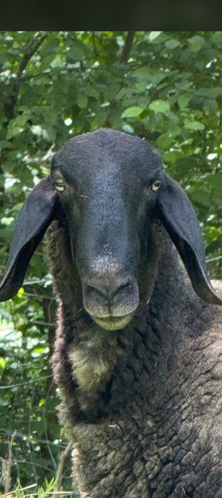 Berbec sârbesc chiut genetic!