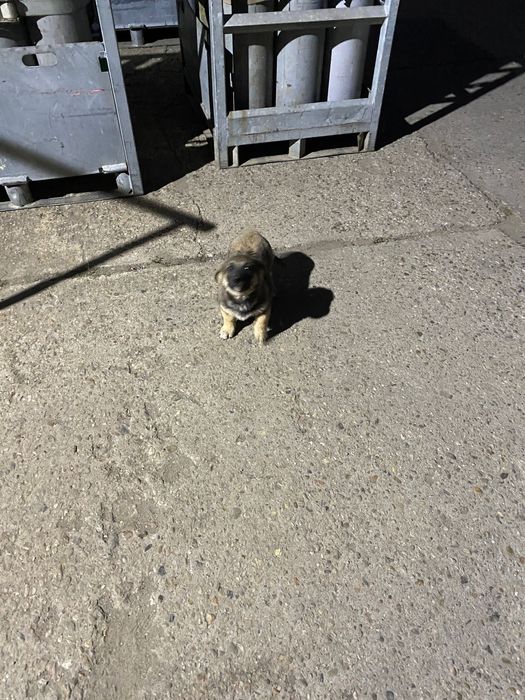 Se donează pui metis