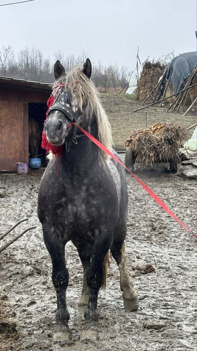 De vânzare armăsar,