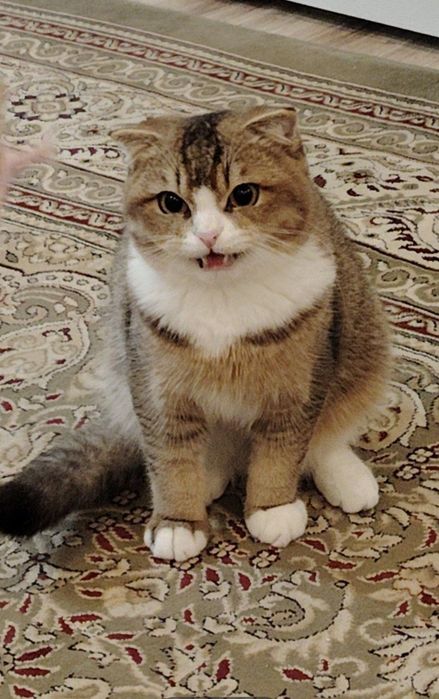 Приглашаем девушк на вязку zot olish