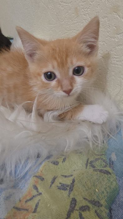 Отдам котенка мальчика в добрые руки