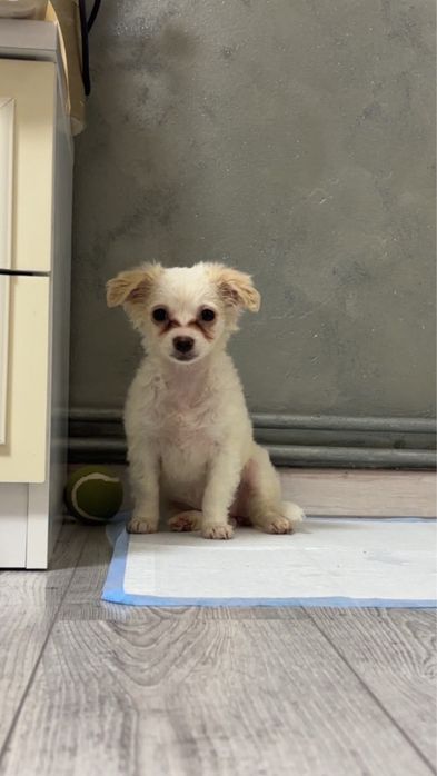 fetita bichon cauta o casuta