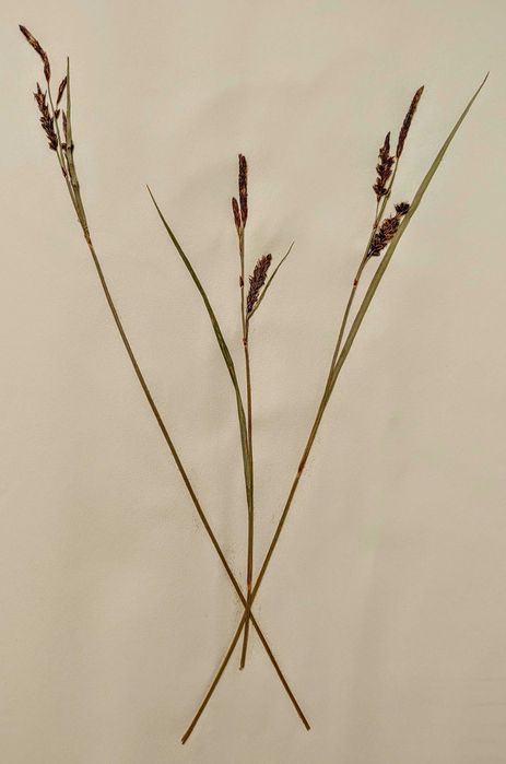 Herbarium Anii` 50 -60