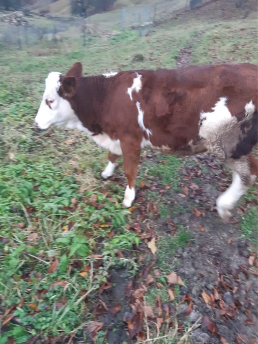 Balțată Roamănească 8 luni