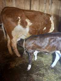 Vând vacă bălțată românească cu vițea după ea detali la nr de telefon