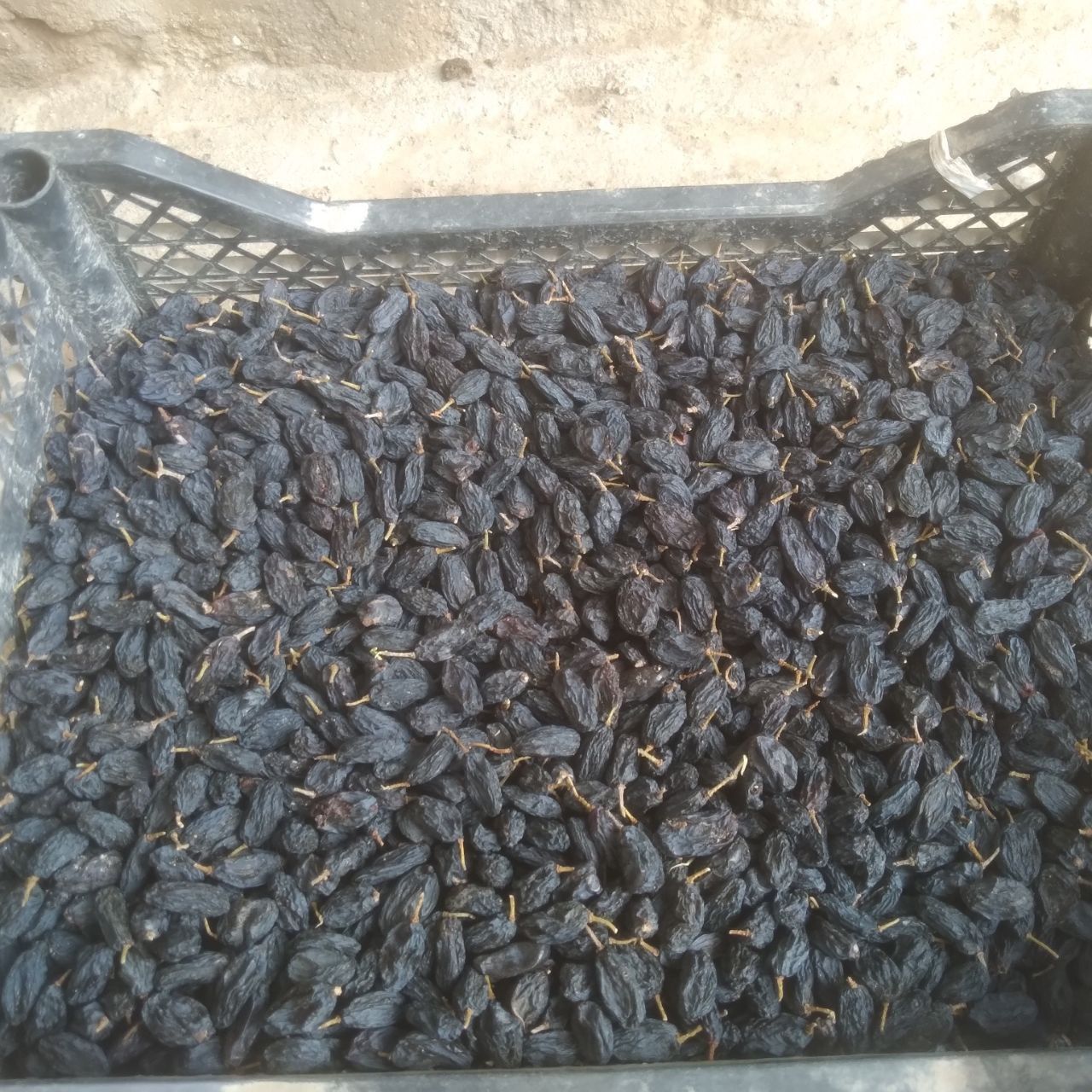 Mayiz sotiladi joʻshni danak siz mayizi