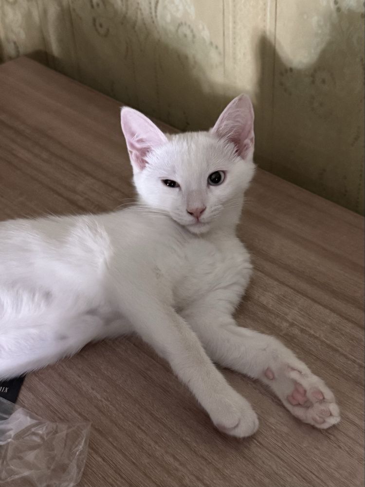 Белоснежный котёнок ищет дом