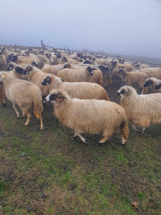 Oi breze, tinere,  de vânzare