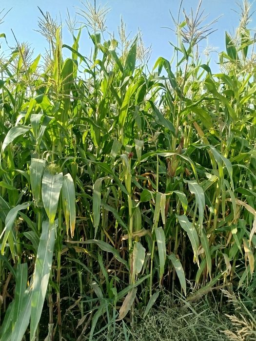 Силос,silos,senaj,сенаж sotiladi