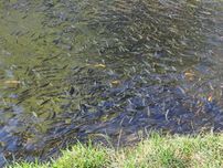 păstrăv curcubeu 300-400gr.
