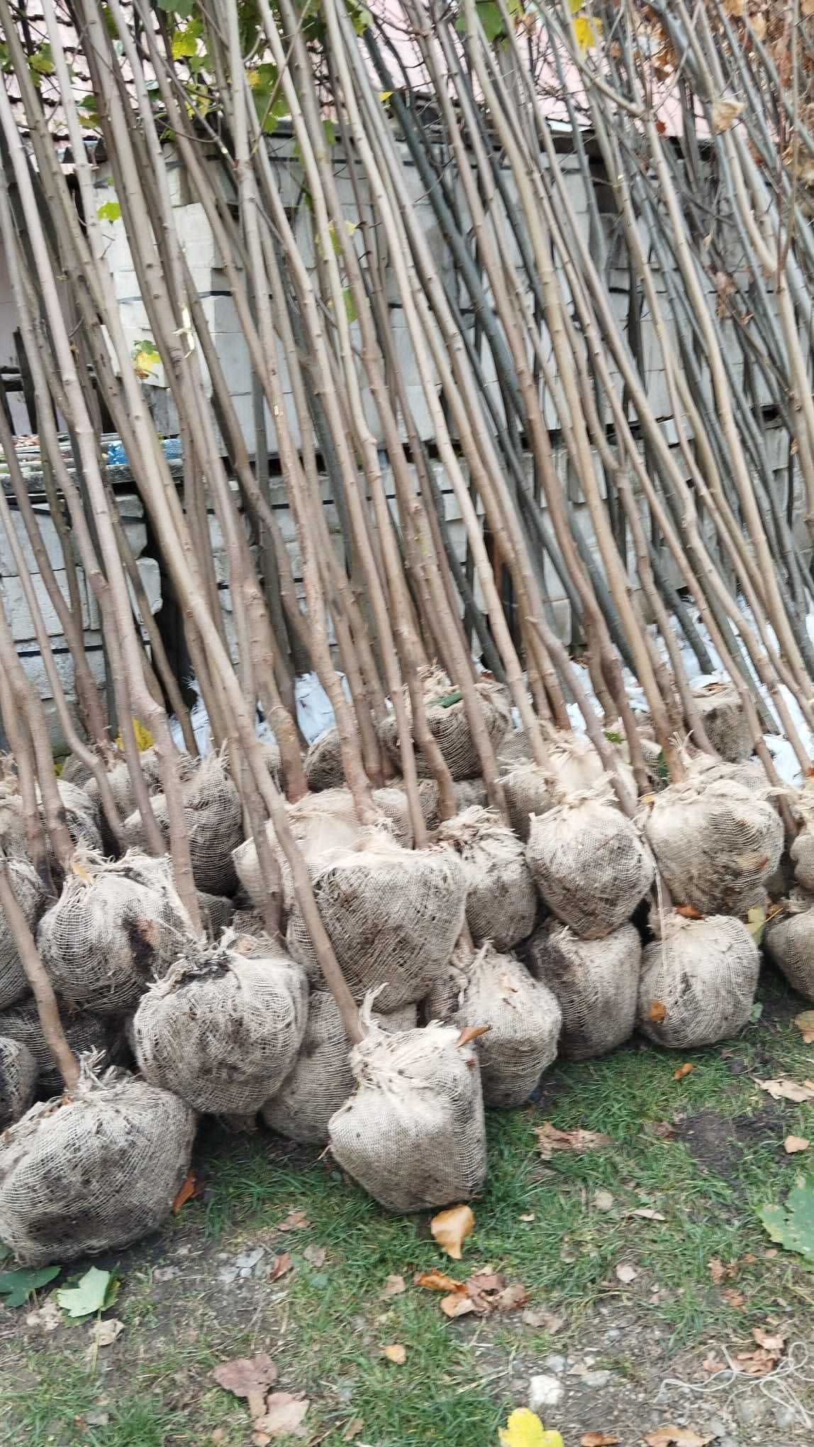 Mesteacan alb Betula , Tei frasin Orice specie de copaci