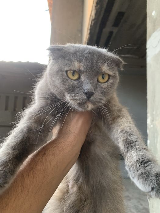 Scottish Fold mushogi sotiladi