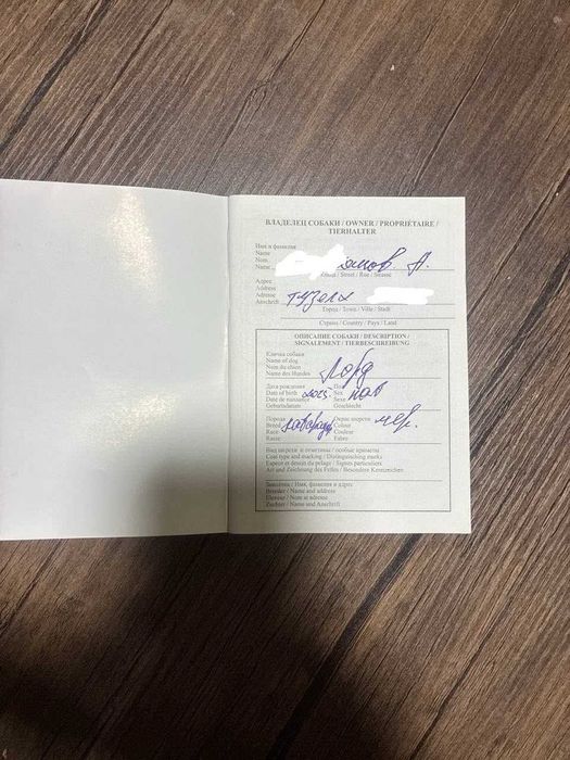 Лабрадор 3.5 месяца