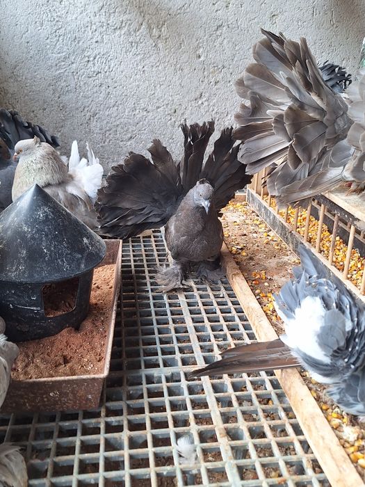 Rotați și Voltați Indieni