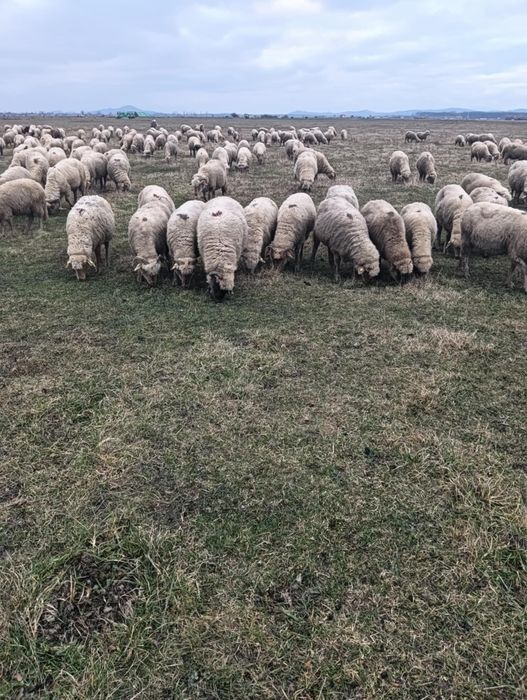 Oi de vânzare țigăi